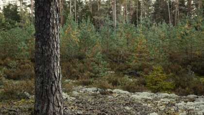 Zástupci vlastníků lesů, lesnického a dřevozpracujícího průmyslu a dalších odvětví bioekonomiky naléhavě žádají premiéra o podporu revize nařízení EU č. 2023/1115 o odlesňování (EUDR).