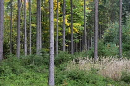 EUDR: slibované zjednodušení je jen na papíře. SVOL vyzývá Evropský parlament a Radu, aby návrh Komise odmítly