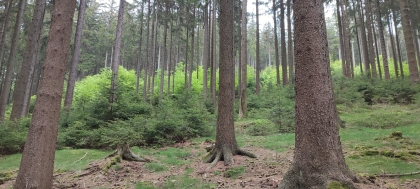 Nestátní vlastníci lesů ke konsolidačnímu balíčku vlády: Zásadní připomínky týkající se daně z nemovitých věcí