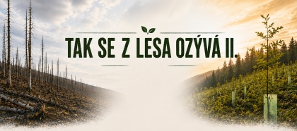 SVOL zahajuje novou videokampaň o obnově českých nestátních lesů po kůrovcové kalamitě