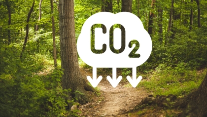 Vlastníci lesů dostanou od roku 2028 peníze za uložení uhlíku v lesích