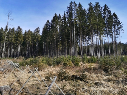 Výzva MZe k podávání ohlášení a žádostí o příspěvek na podporu adaptace lesních ekosystémů