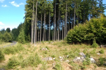 Přihlaste se ZDARMA: Seminář k podpoře lesního hospodářství z národních zdrojů a ze zdrojů EU