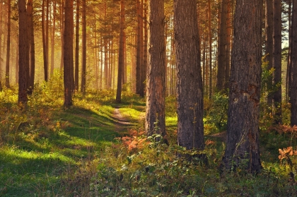 Vlastníci lesů k záměru vlády zřídit Národní park Křivoklátsko: Vyjádření ministra životního prostředí skandálně popírají vlastnická práva